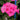 Geranium Seeds - Horizon Neon Rose Hybrid F1