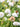 Scabiosa Atropurpurea, White