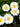 Mid Sing Common Daisy, White