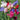 Royal Symphony' Sweet Pea Mixed Seeds, 100 Seeds