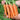 Traditional Five-Inch Carrot Seeds, 8g
