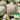 Meteor Silver Jade Melon Seeds, 20 Seeds