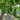 Qiangchun Duosheng Variegated Bottle Gourd Seeds, 8g