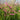 Wavyleaf Sea Lavender (Purple-red) Seeds, 200 Seeds