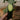 'Fuyang 35' F1 Cucumber Seeds, 25g