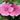 Flower Mallow (Lavatera trimestris) Seeds, 100 Seeds