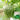 Huading No.5 Broad-top Bitter Gourd Seeds, 10g