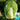 Improved 'Qingza No.3' Chinese Cabbage Seeds, 5g