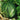 “Jinxiu Tianwang” Watermelon Seeds, 200 Seeds