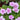 Oxalis obtusa Series Bulb - 'Nidulans Pompom', 6 Bulbs