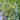 Mille Fleurs Tomato Seeds, 5 Seeds