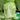 'Jiaoyan 5869' Chinese Cabbage Seeds, 10g