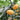 Yellow Beibei Pumpkin Seeds, 3 Seeds