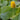 Toothache Plant Seeds, 100 Seeds