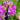 Purple Spider Flower Seeds, 200 Seeds