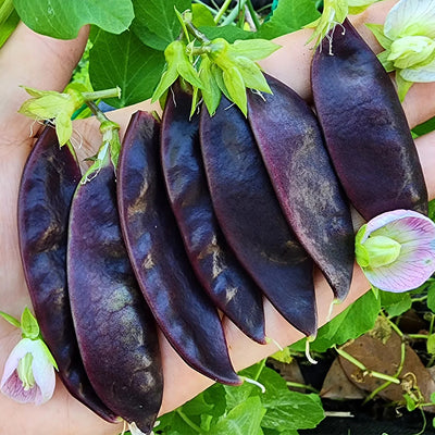 Pea