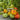 Northern Lights Tomato Seeds, 5 Seeds