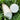 White Jade Radish F1 Seeds, 5g