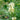 Huang Qi Seeds, 100 Seeds