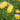 'Jinshuai 02 Golden Robe' Watermelon Seeds, 200 Seeds