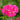 Geranium Seeds - Horizon Neon Rose Hybrid F1
