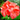 Geranium Seeds - Hrizon Coral Spice