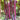 'Hang Zilong' Purple Eggplant Seeds