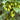 Hop Seeds, Pack of 10
