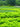 Kochia Scoparia, Green