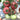Gemjet No.5 F1 Tomato Seeds, 100 Seeds