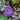 Jinchuan Purple Crown Kohlrabi Seeds, 10g