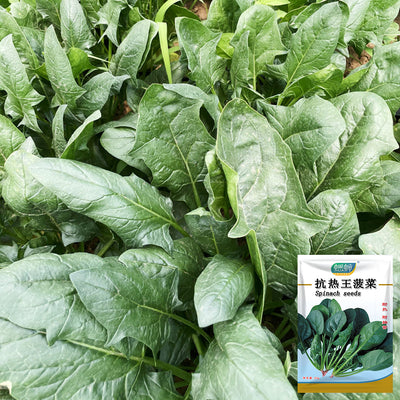 Spinach