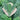 Curly Kale Seeds, 200 Seeds