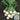 White Cherry Radish Seeds, 10g