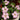 Oxalis obtusa Series Bulb - 'Haha', 3 Bulbs