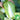 'Jiaoshu Autumn-King' Chinese Cabbage Seeds, 10g