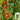 'Royal Pearl Peanut' Tomato Seeds, 20 Seeds