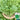 Large-Leaf Garland Chrysanthemum Seeds, 20g
