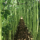 Ganzhimei Yardlong Bean Seeds, 5 × 50-seed Bags