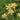 Oxalis obtusa Series Bulb - 'Striped Back', 10 Bulbs