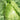 Oxheart Cabbage Seeds, 100 Seeds