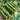 'Cherry Blossom' Snap Pea Seeds, 50g