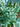 Lachenalia Viridiflora Bulb