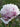 'He Ping Er Qiao' Peony Seedling