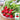 Cherry Radish Seeds, 10g