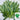 Noodle Vegetable Seeds, 10g