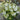 Flowering Tobacco Seeds (Nicotiana alata), 5000 Seeds