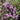Mongolian Thyme Seeds, 250 Seeds