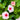 Pink Madagascar Periwinkle Seeds, 100 Seeds