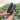 'Black Empress' Zucchini Seeds, 10 Seeds